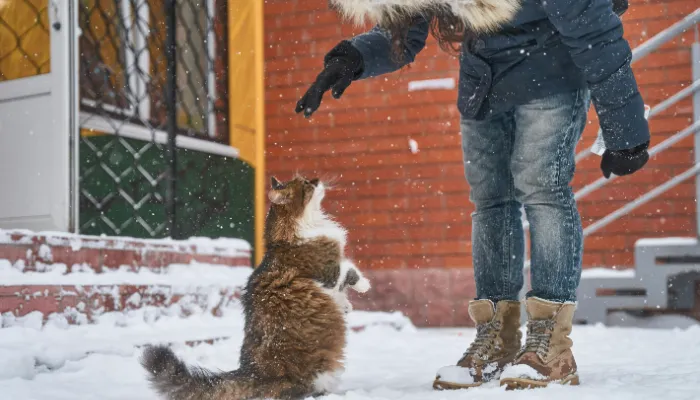 Advantages of the Cat Translator App Advantages of the Cat Translator App