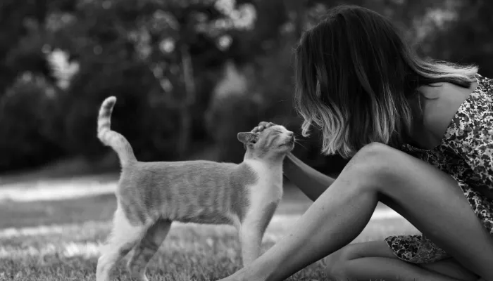 Can an English to Cat Translator Really Decode Cat Communication? Can an English to Cat Translator Really Decode Cat Communication?