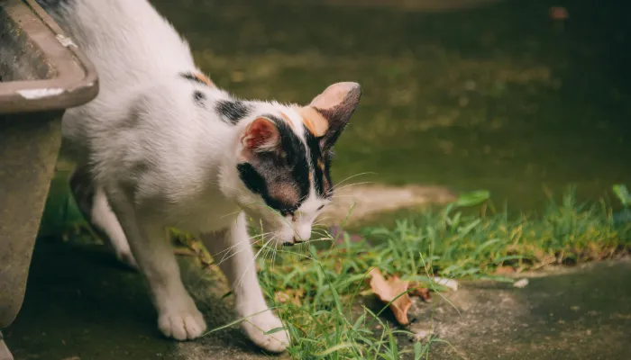 Cat Meow Translator: Getting started Cat Meow Translator: Getting started