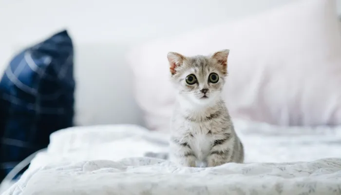 Cat Translator – Simplistic and User-Friendly Cat Translator – Simplistic and User-Friendly