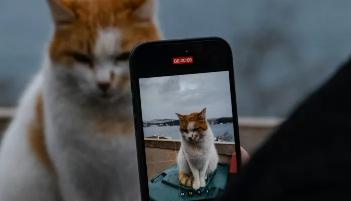 English to Cat Translator: What is It? English to Cat Translator: What is It?
