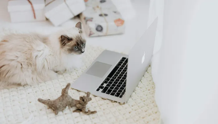 FAQs Related To Cat Translator FAQs Related To Cat Translator