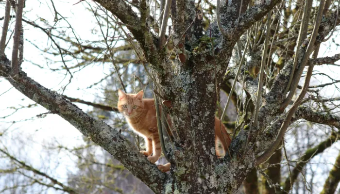 How Do Cats Say “Good Bye”? How Do Cats Say “Good Bye”?