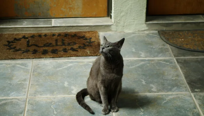 How Do Cats Say “Hello”?