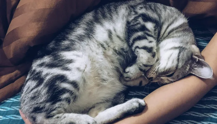 How Do Cats Say “I’m Sorry”?