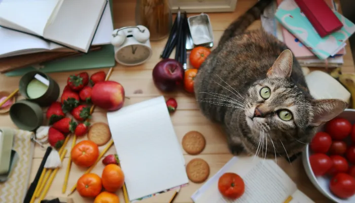 How Do Cats Say "No"? How Do Cats Say "No"?