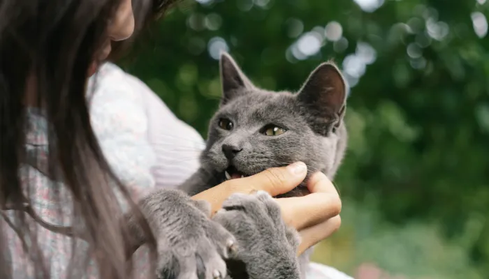 How Do Cats Say “Thank You”? How Do Cats Say “Thank You”?