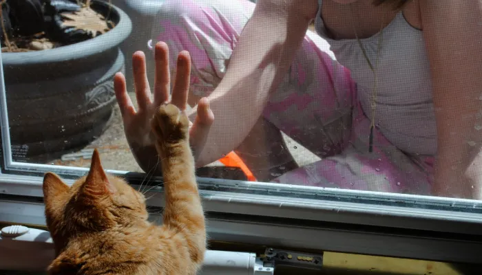 How Do I Say “Good Bye” in Cat Translator?