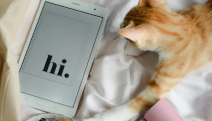 How Do I Say “Hello” in Cat Translator?