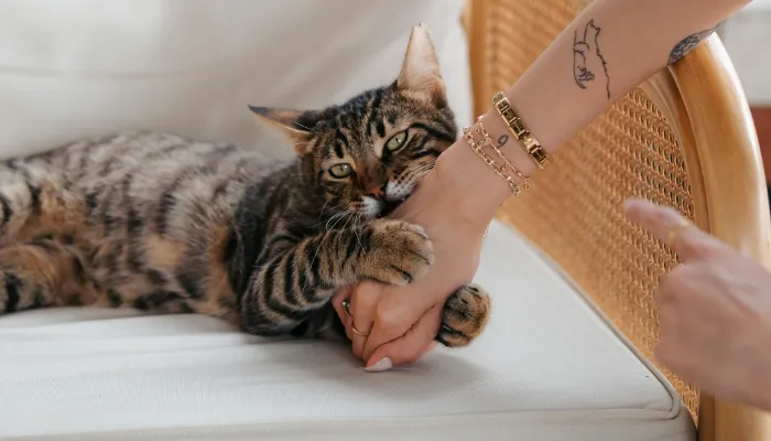 How Do I Say “I am sorry” in Cat Translator? How Do I Say “I am sorry” in Cat Translator?