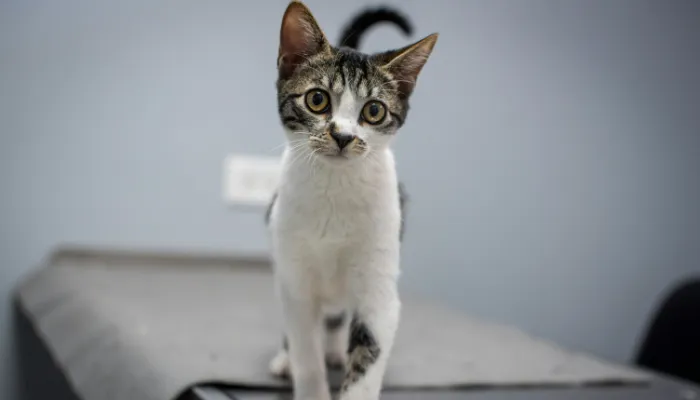 How Do I Say “Yes” in Cat Translator?