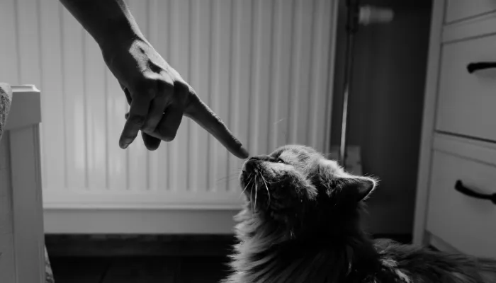How Do You Say Hi in Cat Talk? How Do You Say Hi in Cat Talk?