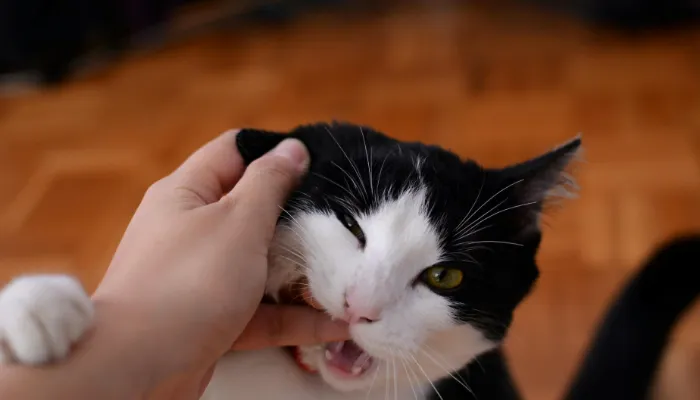 How Does a Cat Translator Work? How Does a Cat Translator Work?