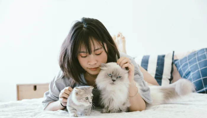 How to Speak Cat Translator: Basics of Feline How to Speak Cat Translator: Basics of Feline