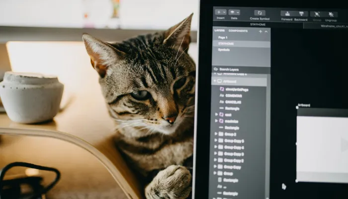 Human to Cat Translator: Getting Started