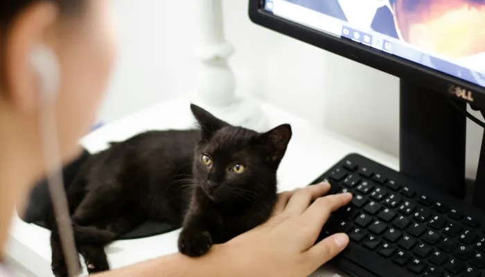 Key Comparison of Top 5 Cat Translator Apps Key Comparison of Top 5 Cat Translator Apps