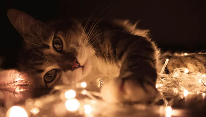 The Rise of Cat Translator (Cat to Human) Apps