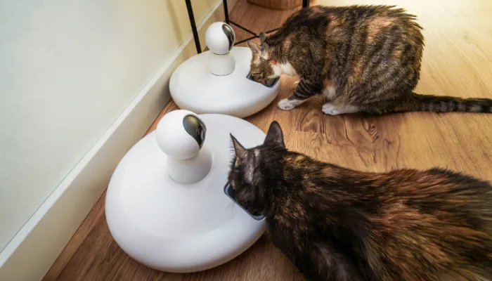 The Role of Artificial Intelligence (AI) in Cat Language Translators The Role of Artificial Intelligence (AI) in Cat Language Translators