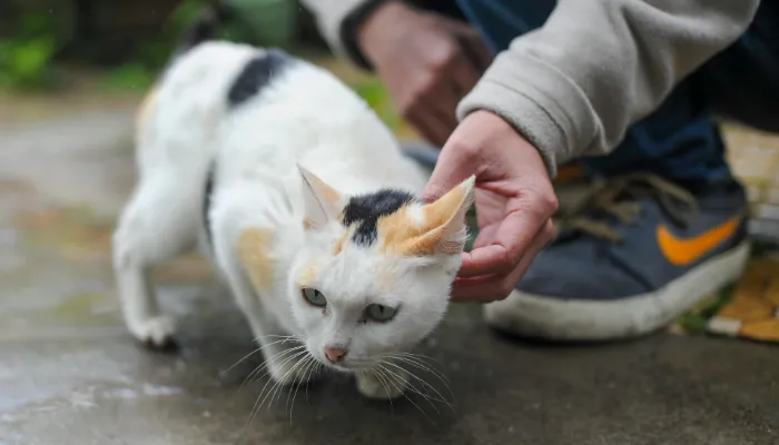 Understanding Your Cat Without a Translator Understanding Your Cat Without a Translator